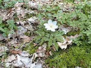 Anemone nemorosa (Ranunculaceae)  - Anémone des bois, Anémone sylvie - Wood Anemone Nord [France] 09/04/1999