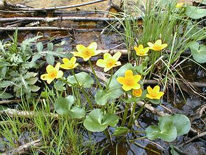 Caltha palustris (Ranunculaceae)  - Populage des marais, Sarbouillotte, Souci d'eau - Marsh-marigold Pas-de-Calais [France] 05/04/1999