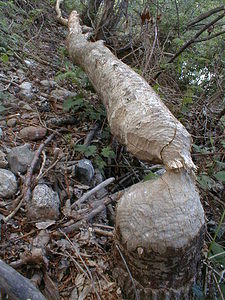 Castor fiber (Castoridae)  - Castor d'Eurasie, Castor, Castor d'Europe - Eurasian Beaver Gard [France] 16/04/1999 - 140mtraces d'activit? de Castor fiber sur les berges d'une rivi?re d'ad?che