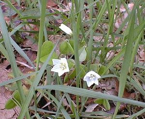 Oxalis acetosella (Oxalidaceae)  - Oxalis petite-oseille, Surelle - Wood-sorrel Nord [France] 09/04/1999