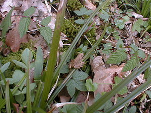 Rana temporaria (Ranidae)  - Grenouille rousse - Grass Frog Nord [France] 09/04/1999 - 210m