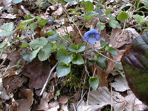 Viola riviniana (Violaceae)  - Violette de Rivinus, Violette de Rivin - Common Dog-violet Nord [France] 09/04/1999