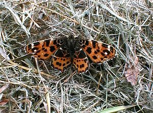 Araschnia levana (Nymphalidae)  - Carte géographique, Jaspé - Map Pas-de-Calais [France] 13/05/1999 - 40mindividu male