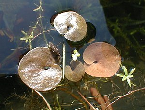 Hydrocharis morsus-ranae (Hydrocharitaceae)  - Morène, Petit nénuphar - Frogbit Nord [France] 09/05/1999 - 40m