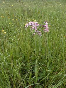 Lychnis flos-cuculi (Caryophyllaceae)  - Lychnide fleur-de-coucou, Lychnis fleur-de-coucou, Fleur-de-coucou, oeil-de-perdrix Pas-de-Calais [France] 19/05/1999