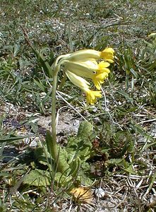 Primula veris (Primulaceae)  - Coucou, Primevère officinale - Cowslip Pas-de-Calais [France] 01/05/1999 - 90m