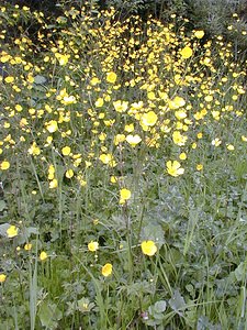 Ranunculus acris (Ranunculaceae)  - Renoncule âcre, Bouton-d'or, Pied-de-coq - Meadow Buttercup Nord [France] 07/05/1999 - 30m