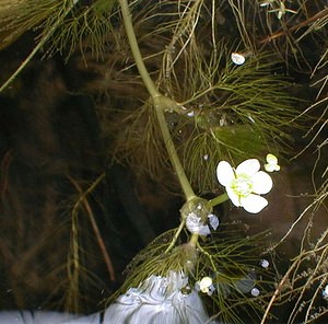 Ranunculus fluitans (Ranunculaceae)  - Renoncule flottante, Renoncule des rivières - River Water-crowfoot Nord [France] 08/05/1999 - 40m