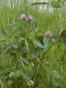 Trifolium pratense (Fabaceae)  - Trèfle des prés, Trèfle violet - Red Clover Pas-de-Calais [France] 19/05/1999