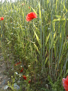 Papaver rhoeas (Papaveraceae)  - Coquelicot, Grand coquelicot, Pavot coquelicot - Common Poppy Pas-de-Calais [France] 16/06/1999