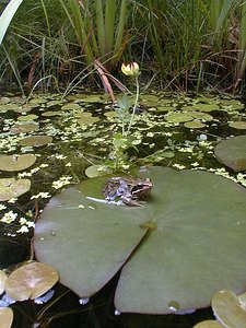 Rana temporaria (Ranidae)  - Grenouille rousse - Grass Frog Nord [France] 13/06/1999 - 40m