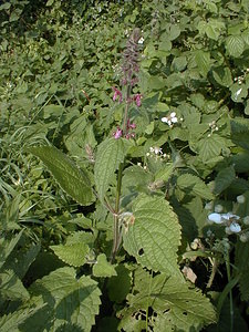 Stachys sylvatica (Lamiaceae)  - Épiaire des forêts, Épiaire des bois, Ortie à crapauds, Ortie puante, Ortie à crapauds - Hedge Woundwort Pas-de-Calais [France] 16/06/1999