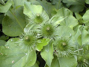 Arctium lappa (Asteraceae)  - Grande bardane, Bardane commune Nord [France] 15/07/1999 - 30m