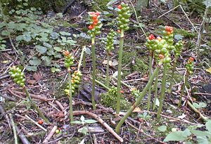 Arum maculatum (Araceae)  - Gouet tacheté, Arum maculé, Arum tacheté, Gouet maculé - Lords-and-Ladies [Arum maculatum] Nord [France] 15/07/1999 - 30m