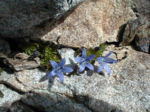 Campanula cenisia (Campanulaceae)  - Campanule du mont Cenis Hautes-Alpes [France] 27/07/1999 - 3150m