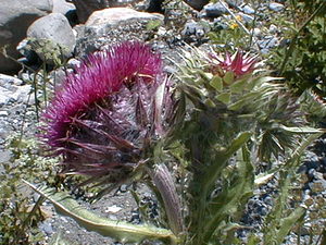 Carduus nutans (Asteraceae)  - Chardon penché - Musk Thistle Savoie [France] 26/07/1999 - 2660m