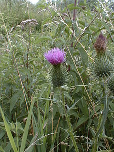 Cirsium vulgare (Asteraceae)  - Cirse commun, Cirse à feuilles lancéolées, Cirse lancéolé - Spear Thistle Nord [France] 14/07/1999 - 40m