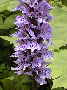 Dactylorhiza fuchsii (Orchidaceae)  - Dactylorhize de Fuchs, Orchis de Fuchs, Orchis tacheté des bois, Orchis de Meyer, Orchis des bois - Common Spotted-orchid Jura [France] 22/07/1999 - 1400m