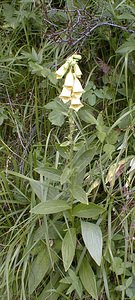 Digitalis grandiflora (Plantaginaceae)  - Digitale à grandes fleurs - Yellow Foxglove Hautes-Alpes [France] 27/07/1999 - 3150m