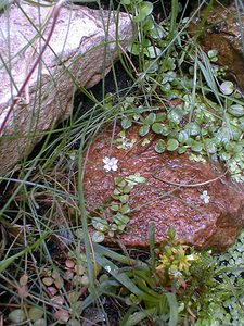 Epilobium brunnescens (Onagraceae)  - Épilobe brunissante - New Zealand Willowherb Nord [France] 04/07/1999 - 40mplante introduite, originaire de nouvelle z?lande