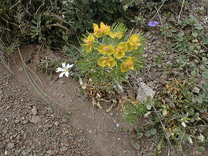 Euphorbia cyparissias (Euphorbiaceae)  - Euphorbe petit-cyprès, Euphorbe faux cyprès, Petite ésule - Cypress Spurge Hautes-Alpes [France] 27/07/1999 - 3150m