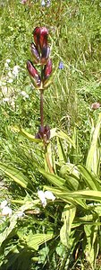 Gentiana purpurea (Gentianaceae)  - Gentiane pourpre Savoie [France] 25/07/1999 - 1940m