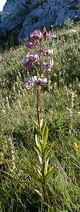 Lilium martagon (Liliaceae)  - Lis martagon, Lis de Catherine - Martagon Lily Ain [France] 23/07/1999 - 1500m