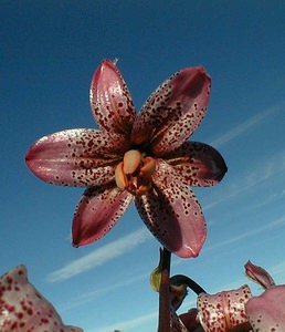 Lilium martagon (Liliaceae)  - Lis martagon, Lis de Catherine - Martagon Lily Ain [France] 23/07/1999 - 1500m
