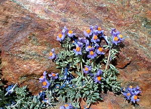 Linaria alpina (Plantaginaceae)  - Linaire des Alpes Hautes-Alpes [France] 27/07/1999 - 3150m