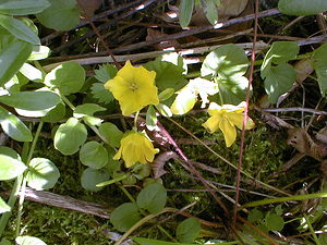 Lysimachia nummularia (Primulaceae)  - Herbe-aux-écus, Monnoyère - Creeping-jenny Doubs [France] 20/07/1999 - 880m