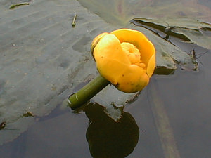 Nuphar lutea (Nymphaeaceae)  - Nénuphar jaune, Nénufar jaune - Yellow Water-lily Haute-Marne [France] 19/07/1999 - 180m