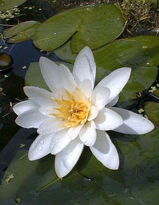 Nymphaea alba (Nymphaeaceae)  - Nymphéa blanc, Nénuphar blanc, Lys des étangs - White Water-lily Nord [France] 10/07/1999 - 40m