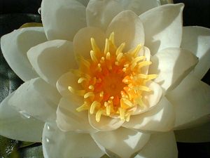 Nymphaea alba (Nymphaeaceae)  - Nymphéa blanc, Nénuphar blanc, Lys des étangs - White Water-lily Nord [France] 17/07/1999 - 40m