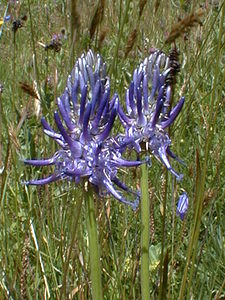 Phyteuma nigrum (Campanulaceae)  - Raiponce noire - Black Rampion Savoie [France] 25/07/1999 - 1940m