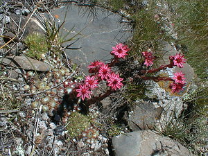 Sempervivum arachnoideum (Crassulaceae)  - Joubarbe toile-d'araignée - Cobweb House-leek Savoie [France] 26/07/1999 - 2370m