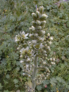 Veratrum album (Melanthiaceae)  - Vératre blanc, Varaire, Varaire blanc - Giant False-helleborine Jura [France] 22/07/1999 - 1400m