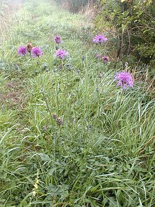 Centaurea scabiosa (Asteraceae)  - Centaurée scabieuse - Greater Knapweed Pas-de-Calais [France] 28/08/1999 - 30m