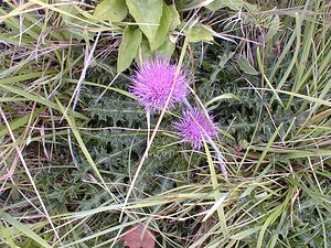 Cirsium acaulon (Asteraceae)  - Cirse acaule, Cirse sans tige - Dwarf Thistle Aisne [France] 11/08/1999 - 120m