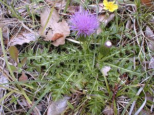 Cirsium acaulon (Asteraceae)  - Cirse acaule, Cirse sans tige - Dwarf Thistle Aisne [France] 11/08/1999 - 120m