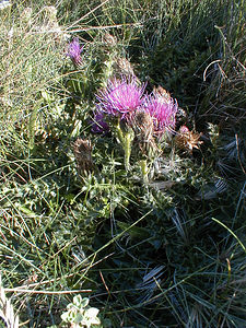 Cirsium acaulon (Asteraceae)  - Cirse acaule, Cirse sans tige - Dwarf Thistle Pas-de-Calais [France] 22/08/1999 - 40m
