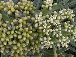 Crithmum maritimum (Apiaceae)  - Criste marine, Fenouil marin - Rock Samphire Pas-de-Calais [France] 22/08/1999 - 40m