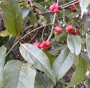 Euonymus europaeus (Celastraceae)  - Fusain d'Europe, Bonnet-d'évêque Pas-de-Calais [France] 29/08/1999 - 30m