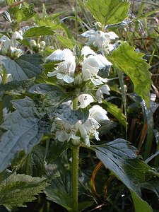 Lamium album (Lamiaceae)  - Lamier blanc, Ortie blanche, Ortie morte - White Dead-nettle Pas-de-Calais [France] 29/08/1999 - 30m