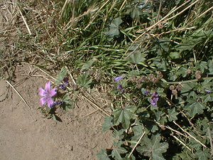 Malva neglecta (Malvaceae)  - Mauve négligée, Petite mauve, Mauve à feuilles rondes - Dwarf Mallow Pas-de-Calais [France] 22/08/1999 - 40m