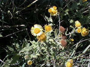 Pulicaria dysenterica (Asteraceae)  - Pulicaire dysentérique, Herbe de Saint-Roch, Inule dysentérique - Common Fleabane Pas-de-Calais [France] 22/08/1999 - 40m