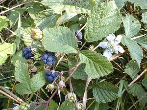 Rubus caesius (Rosaceae)  - Ronce bleue, Ronce bleu-vert, Ronce à fruits bleus, Ronce glauque - Dewberry Pas-de-Calais [France] 29/08/1999 - 30m