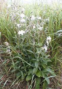 Silene latifolia (Caryophyllaceae)  - Silène à feuilles larges, Silène à larges feuilles, Compagnon blanc - White Campion Pas-de-Calais [France] 28/08/1999 - 30m