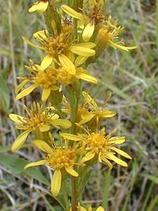 Solidago virgaurea (Asteraceae)  - Solidage verge-d'or, Herbe des Juifs, Verge-d'or - Goldenrod Aisne [France] 11/08/1999 - 120m