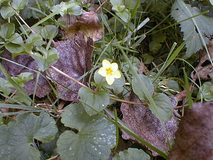 Lysimachia nummularia (Primulaceae)  - Herbe-aux-écus, Monnoyère - Creeping-jenny Tournai-Mouscron [Belgique] 11/09/1999 - 40m