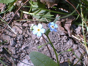 Myosotis scorpioides (Boraginaceae)  - Myosotis faux scorpion, Myosotis des marais - Water Forget-me-not Tournai-Mouscron [Belgique] 11/09/1999 - 40m